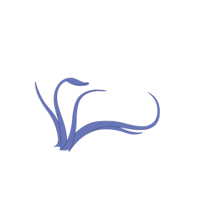 Squid PNG-47215